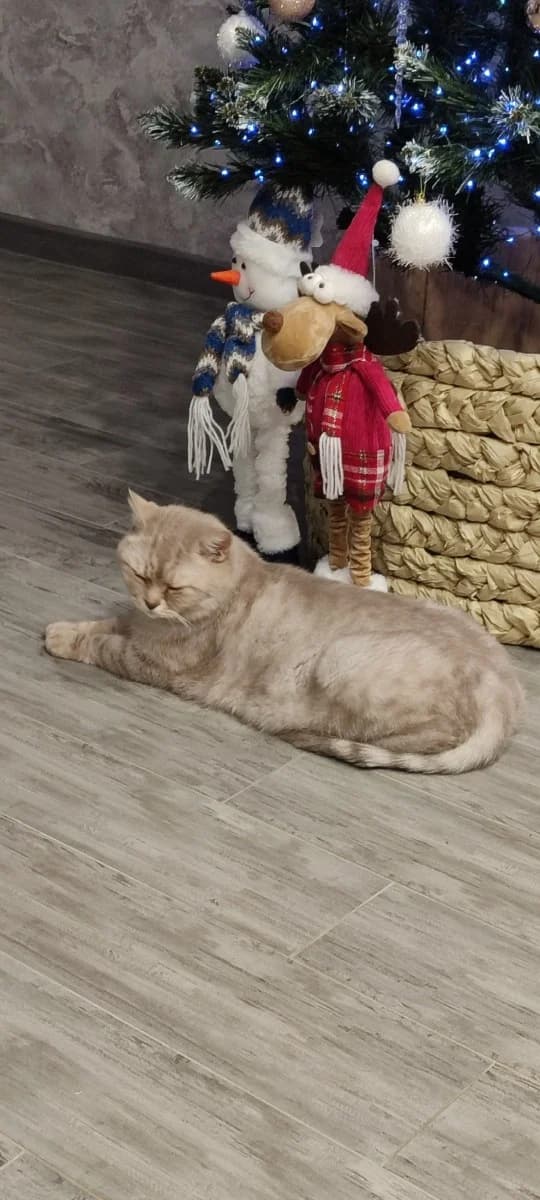 Kot (Кот), male Mixed Breed for adoption at Kotyata Darom, Minsk Region