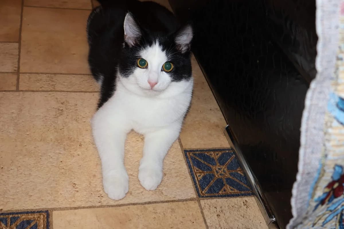 Kotenok. 4 mes. Umnyy, chutkiy, zabotlivyy, veselyy, razgovarivaet (Котенок. 4 мес. Умный, чуткий, з, Mixed Breed for adoption at Kotyata Darom, Minsk Region