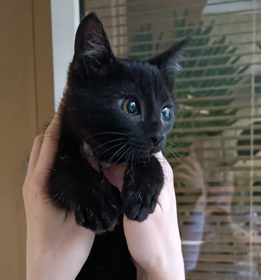 kotenok ishtet dom (котенок ищет дом), Mixed Breed for adoption at Kotyata Darom, Minsk Region
