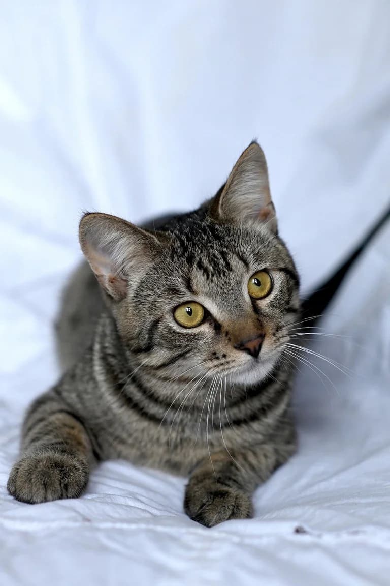 Larik - kharizmatichnyy kotik (Ларик - харизматичный котик), male Mixed Breed for adoption at Kotyata Darom, Minsk Region