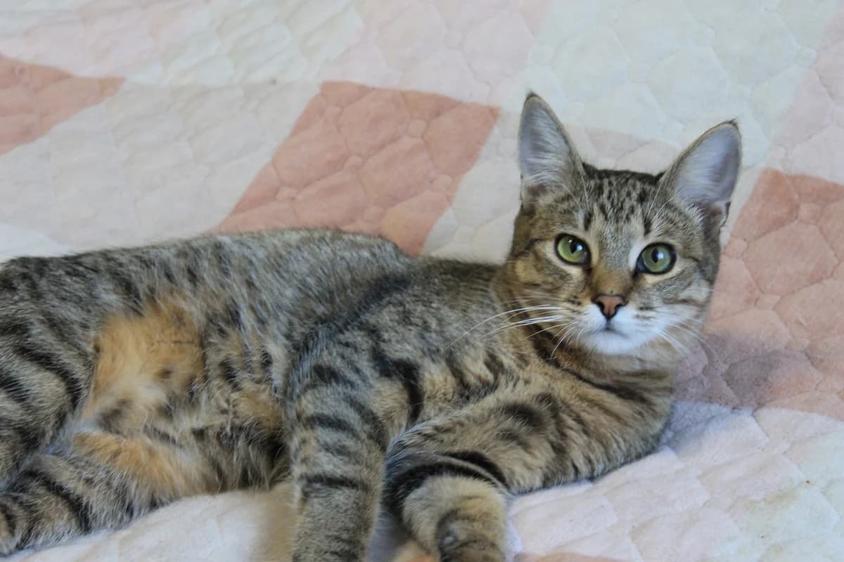 Ochen laskovyy kotik Lvusha, 6 mesyatsev (Очень ласковый котик Львуша, 6 месяцев), male Mixed Breed for adoption at Kotyata Darom, Minsk Region