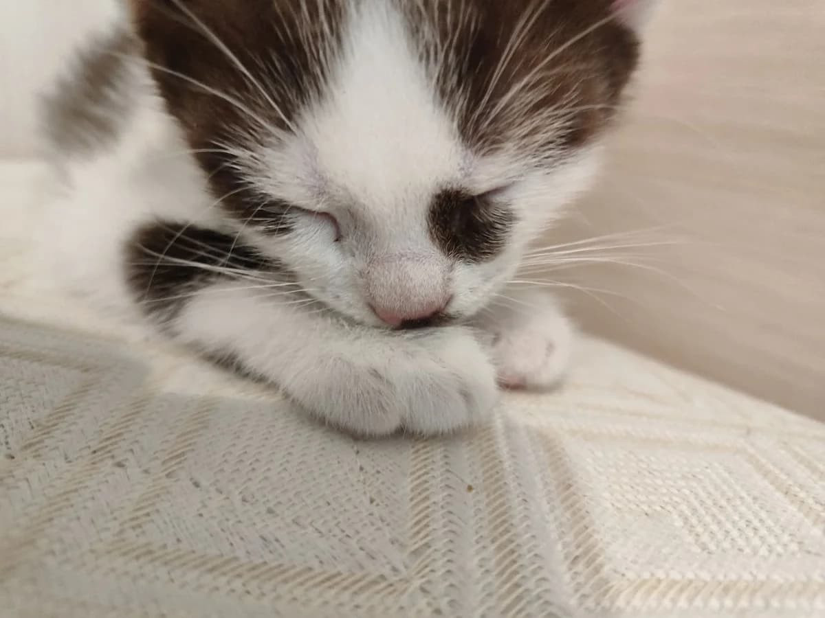 Kotenok, malchik, 1,5 mes (Котенок, мальчик, 1,5 мес), male Mixed Breed for adoption at Kotyata Darom, Minsk Region