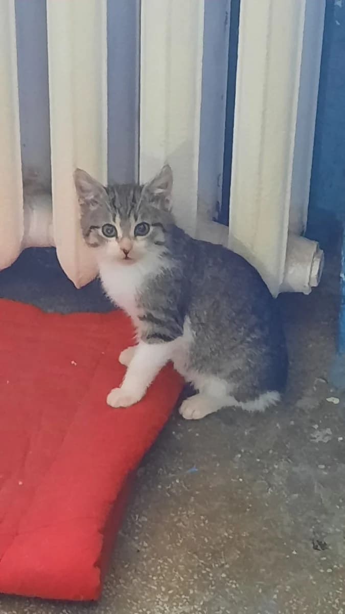 Kotenok v dar! SOS! Podkinuli (Котенок в дар! СОС! Подкинули), Mixed Breed for adoption at Kotyata Darom, Minsk Region