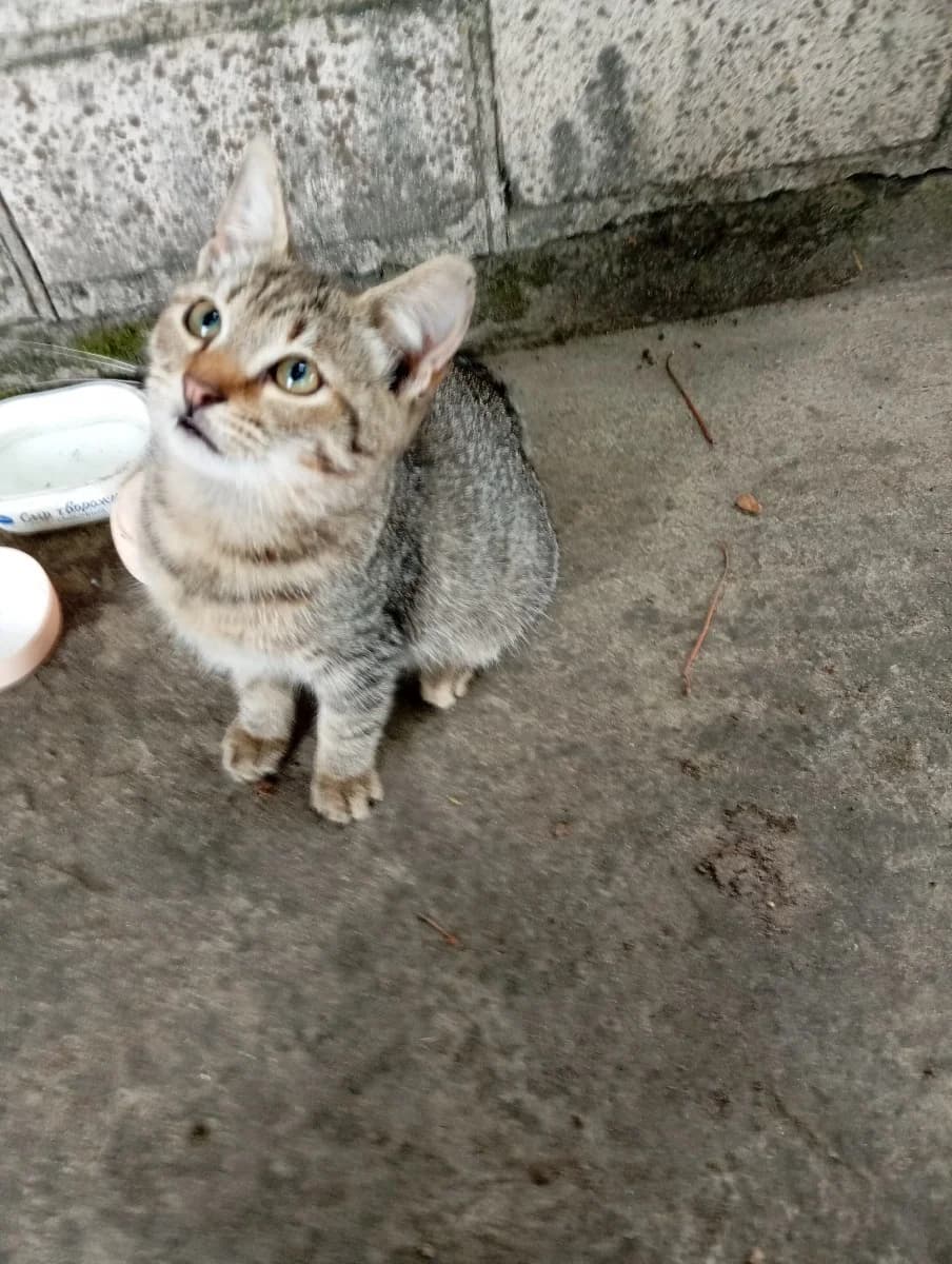 kotenok v dar (котенок в дар), Mixed Breed for adoption at Kotyata Darom, Minsk Region