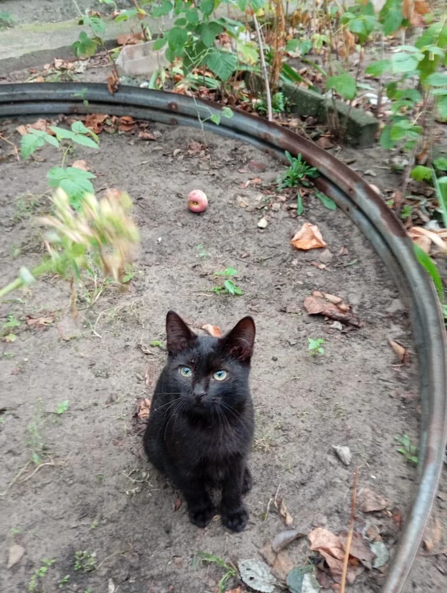 kotenok v dar (котенок в дар), Mixed Breed for adoption at Kotyata Darom, Minsk Region