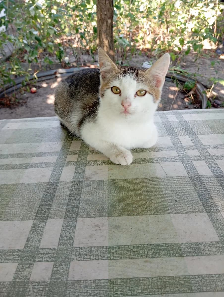 kotenok v dar (котенок в дар), Mixed Breed for adoption at Kotyata Darom, Minsk Region