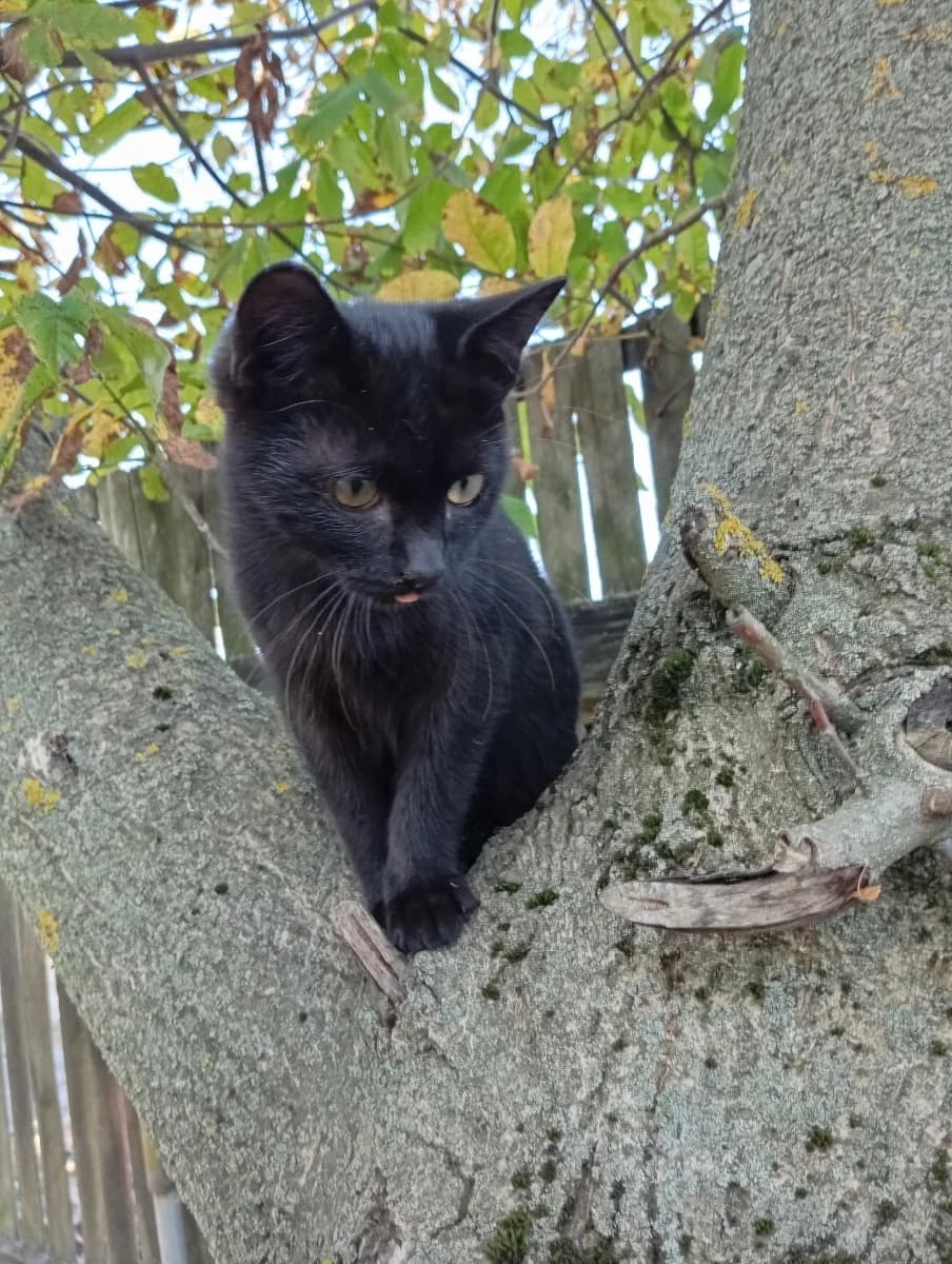 kotenok v dar (котенок в дар), Mixed Breed for adoption at Kotyata Darom, Minsk Region