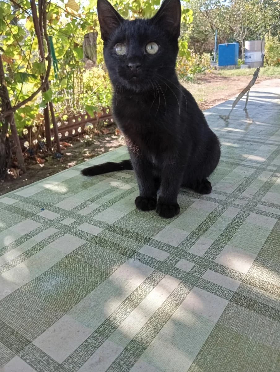 Kotenok v dar (Котенок в дар), Mixed Breed for adoption at Kotyata Darom, Minsk Region