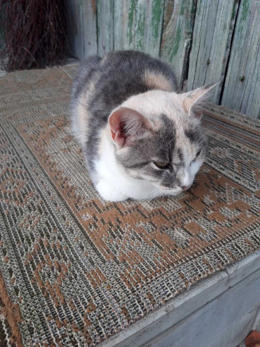 Kotenok v dar (Котенок в дар), Mixed Breed for adoption at Kotyata Darom, Minsk Region