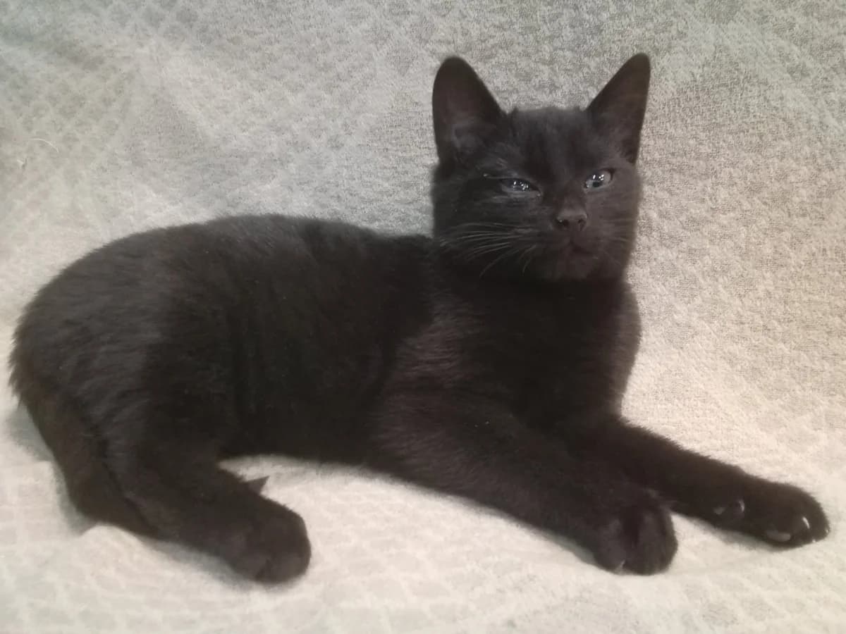 Kotenok v dar (Котенок в дар), Mixed Breed for adoption at Kotyata Darom, Minsk Region