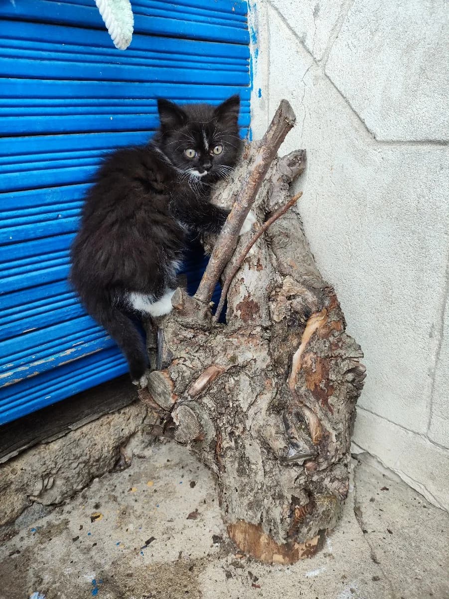 Kotenok v dar (Котенок в дар), Mixed Breed for adoption at Kotyata Darom, Minsk Region