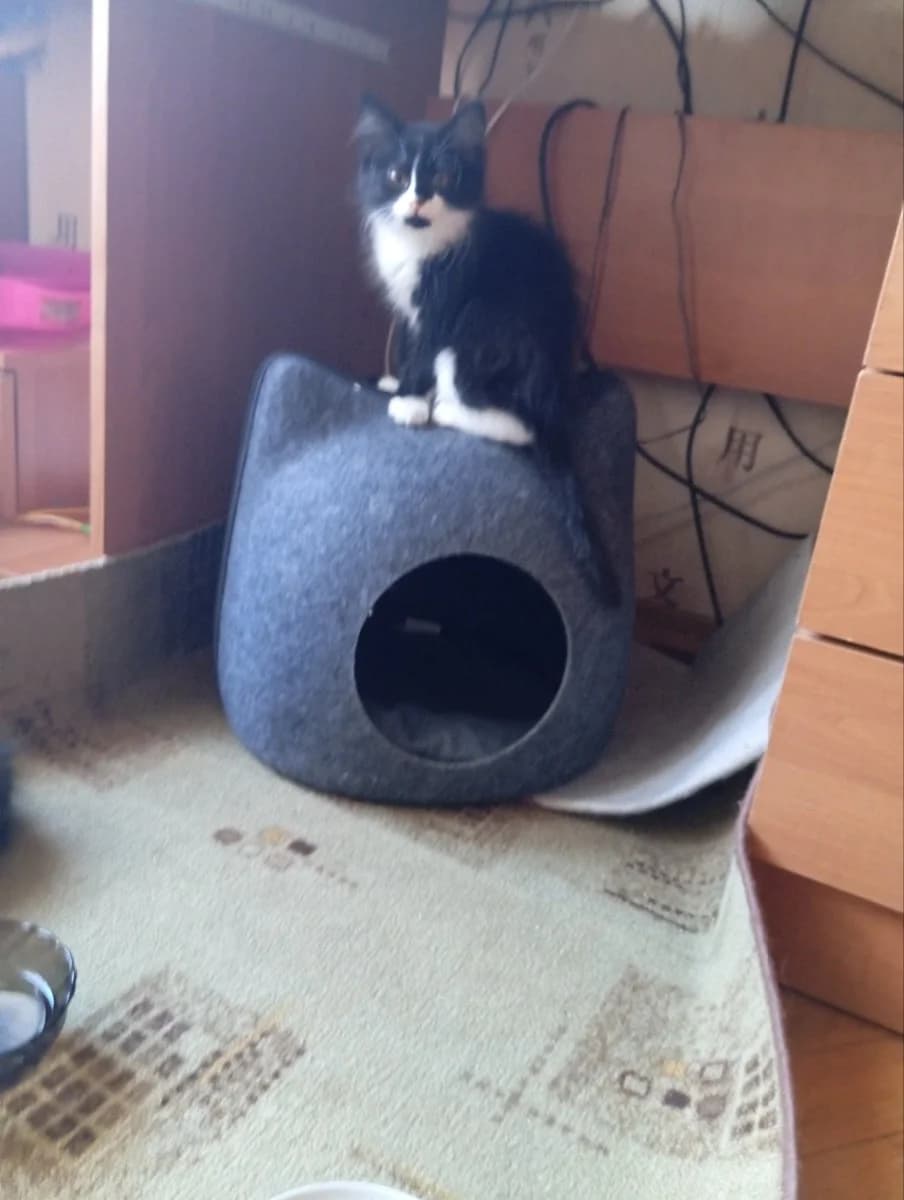 Kotenok v dar (Котенок в дар), Mixed Breed for adoption at Kotyata Darom, Minsk Region