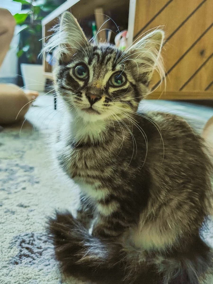 Kotenok v khoroshie ruki (Котенок в хорошие руки), Mixed Breed for adoption at Kotyata Darom, Minsk Region