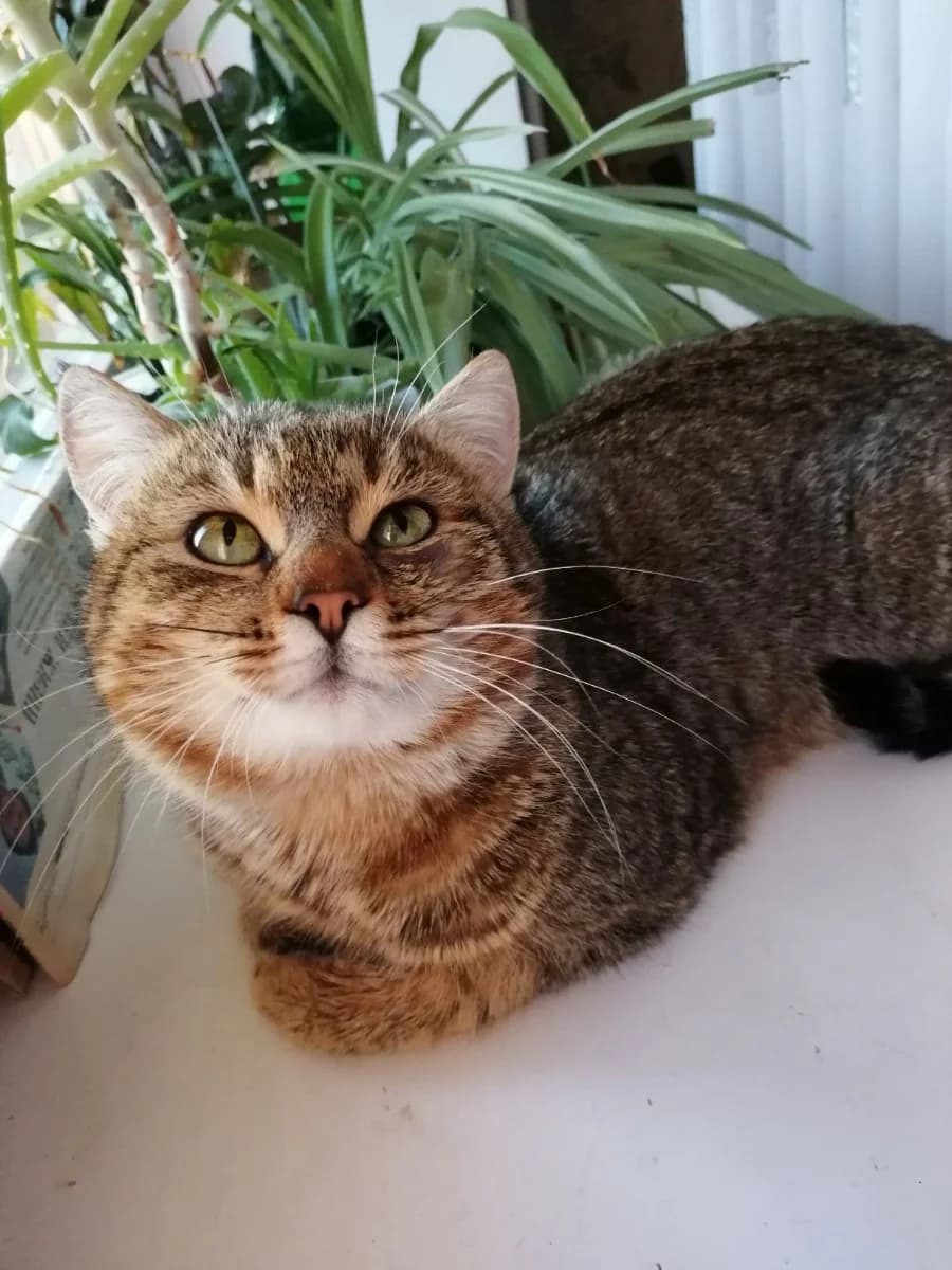 Kotik po klichke Shustrik nuzhdaetsya v srochnom spasenii!!! Dom! SOS (Котик по кличке Шустрик нужда, male Mixed Breed for adoption at Kotyata Darom, Minsk Region