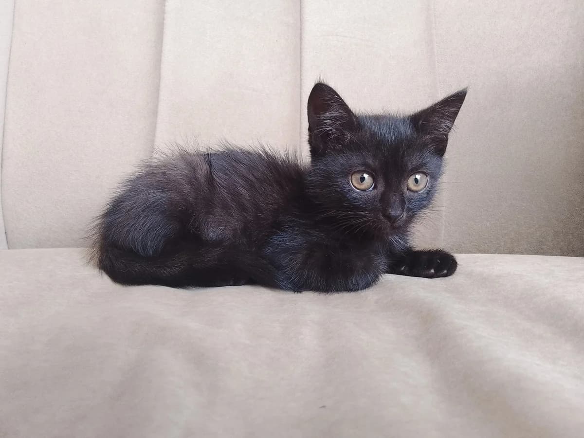Kotёnku okolo 2 mesyatsev nuzhen dom (Котёнку около 2 месяцев нужен дом), Mixed Breed for adoption at Kotyata Darom, Minsk Region