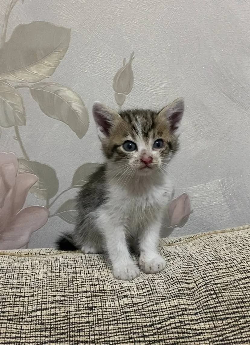 Kotёnok ishtet dom (Котёнок ищет дом), Mixed Breed for adoption at Kotyata Darom, Minsk Region