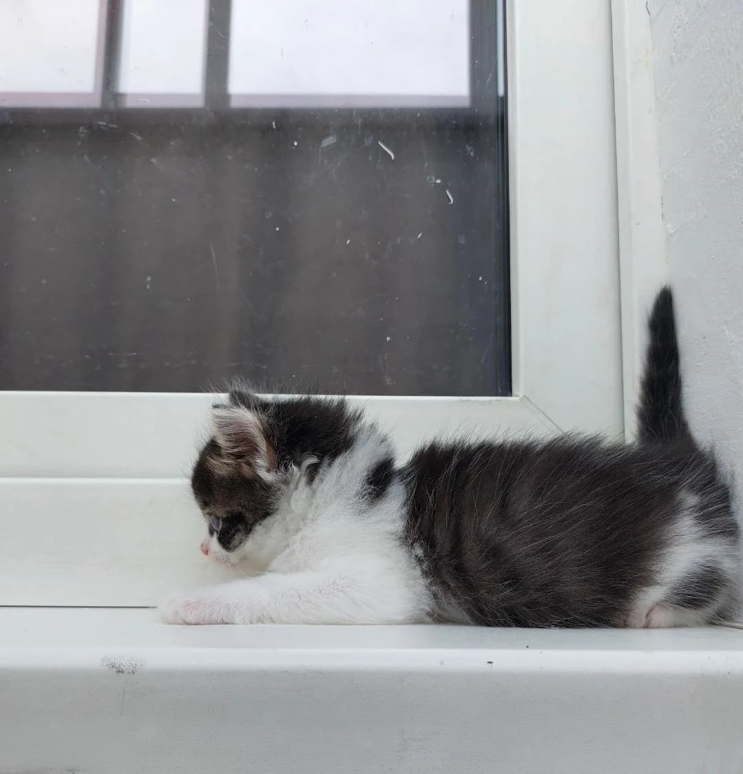 Kotёnok Pushistik v poiske Doma (Котёнок Пушистик в поиске Дома), Mixed Breed for adoption at Kotyata Darom, Minsk Region