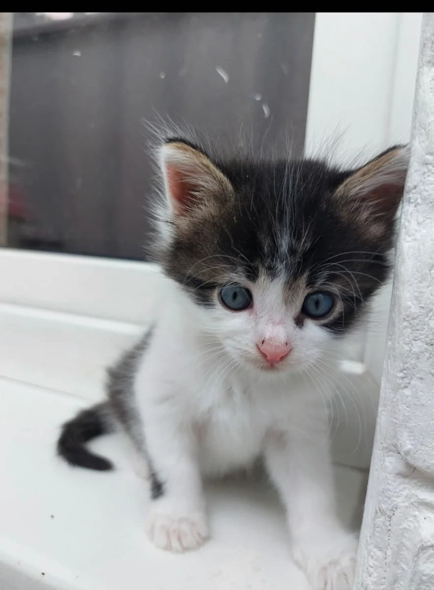 Kotёnok Pushistik 5-6 nedel (Котёнок Пушистик 5-6 недель), Mixed Breed for adoption at Kotyata Darom, Minsk Region