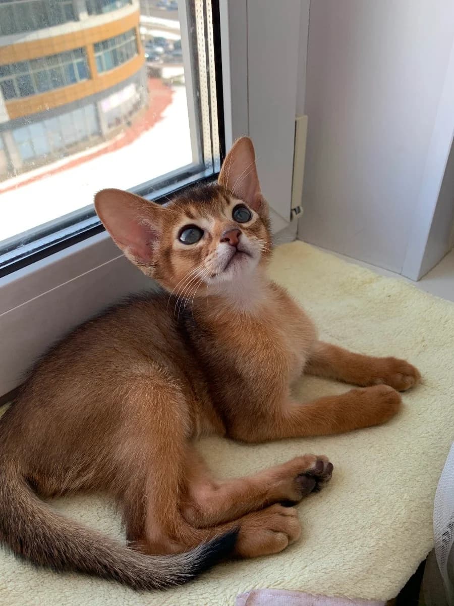 Kotyata abissinskoy porody predlagayut svoyu lapu i serdtse (Котята абиссинской породы предлагают св, Mixed Breed for adoption at Kotyata Darom, Minsk Region