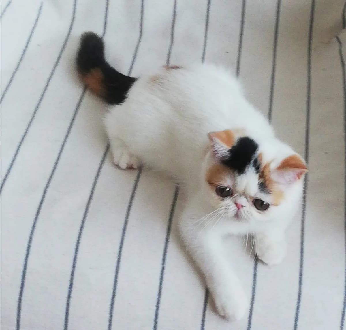 kotyata ekzoticheskoy porody (котята экзотической породы), Mixed Breed for adoption at Kotyata Darom, Minsk Region