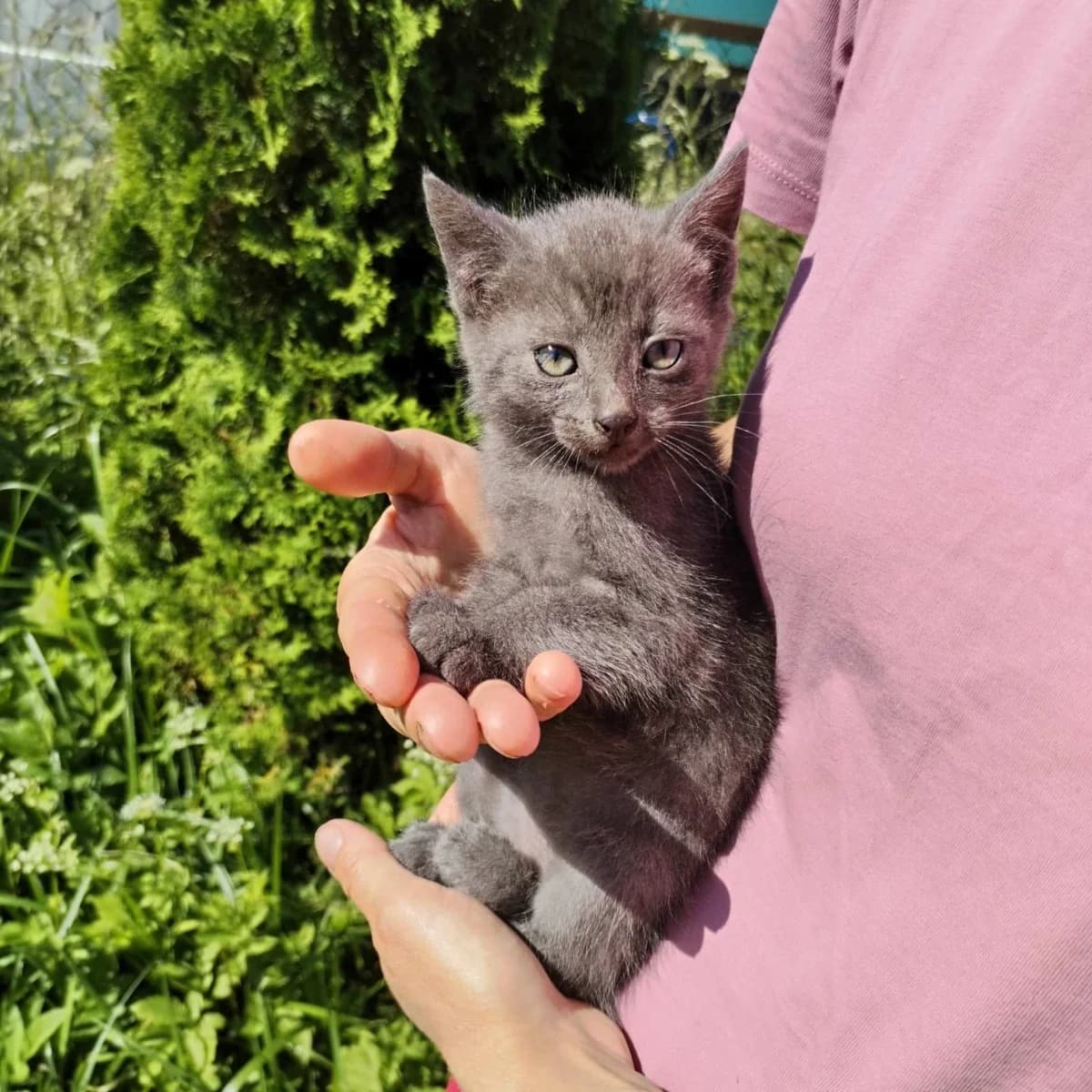 Kotyata ishtut dobrye ruki (Котята ищут добрые руки), Mixed Breed for adoption at Kotyata Darom, Minsk Region