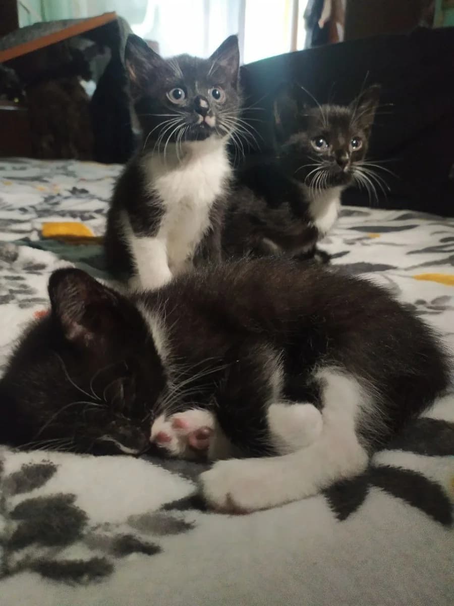 Kotyata ishtut dom (Котята ищут дом), Mixed Breed for adoption at Kotyata Darom, Minsk Region