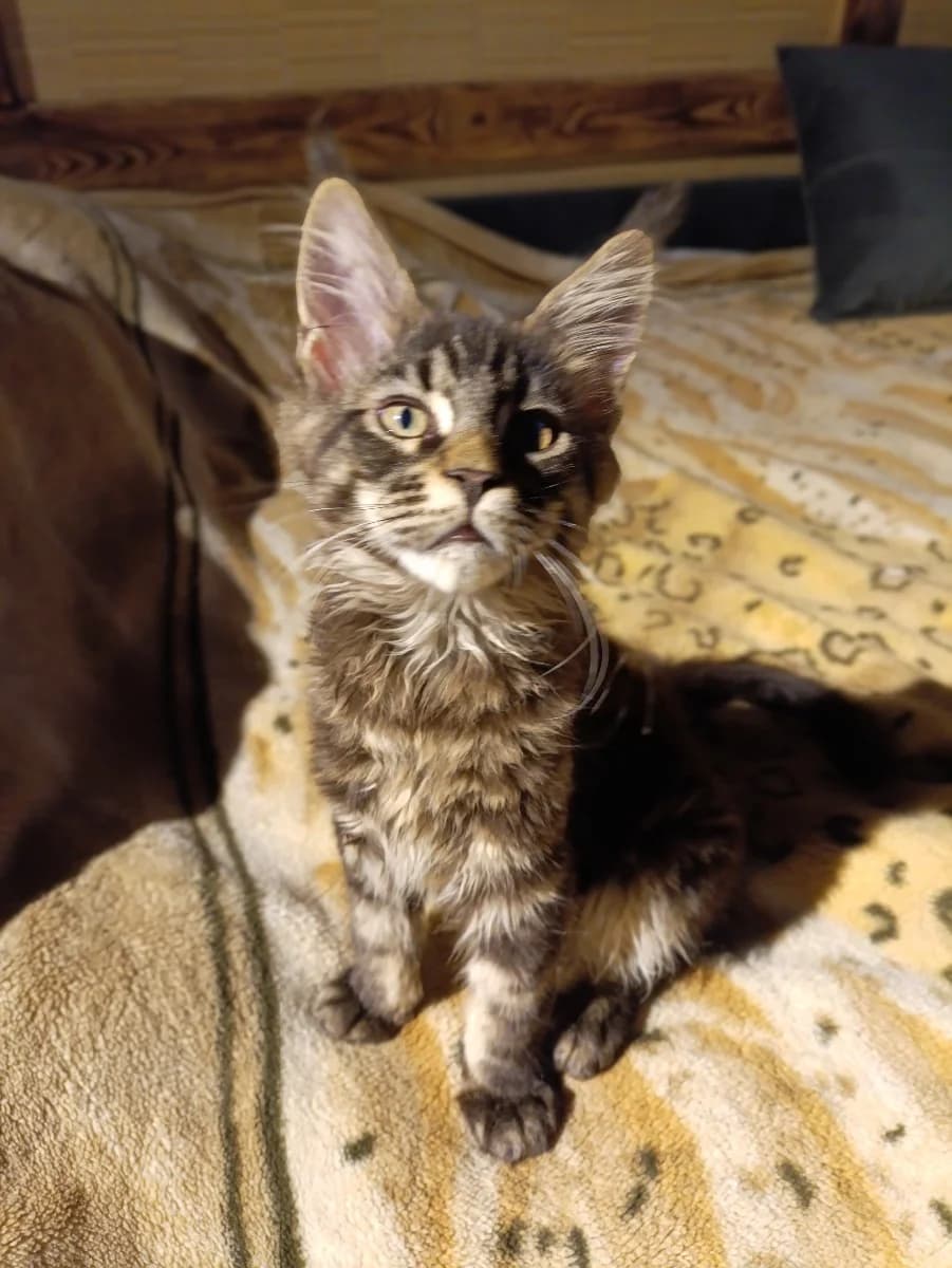 Kotyata Meyn-kun (Котята Мейн-кун), Mixed Breed for adoption at Kotyata Darom, Minsk Region