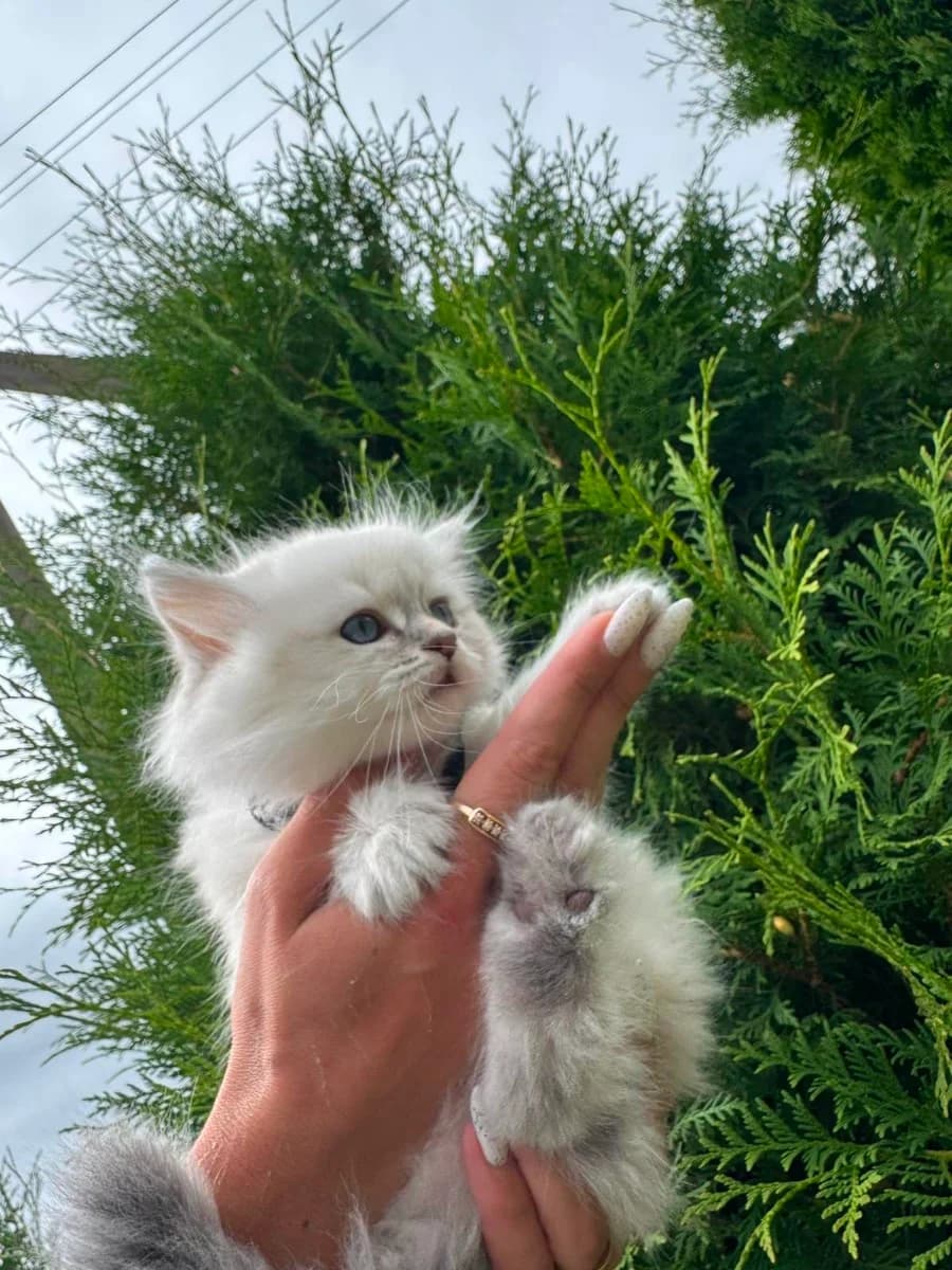 Kotyata Nevskie maskaradnye (Котята Невские маскарадные), Mixed Breed for adoption at Kotyata Darom, Minsk Region