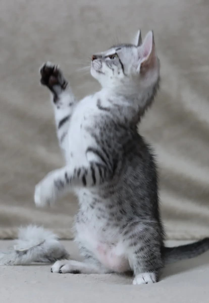 Kotyata porody Egipetskaya mau (Котята породы Египетская мау), Mixed Breed for adoption at Kotyata Darom, Minsk Region