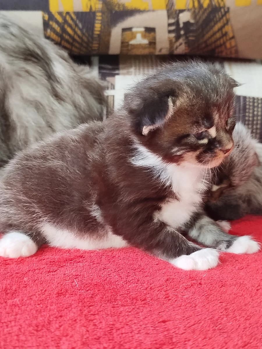 Kotyata porody meyn kun (Котята породы мейн кун), Mixed Breed for adoption at Kotyata Darom, Minsk Region