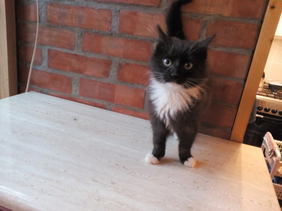 Kotyata s shakhmatnym okrasom (Котята с шахматным окрасом), Mixed Breed for adoption at Kotyata Darom, Minsk Region