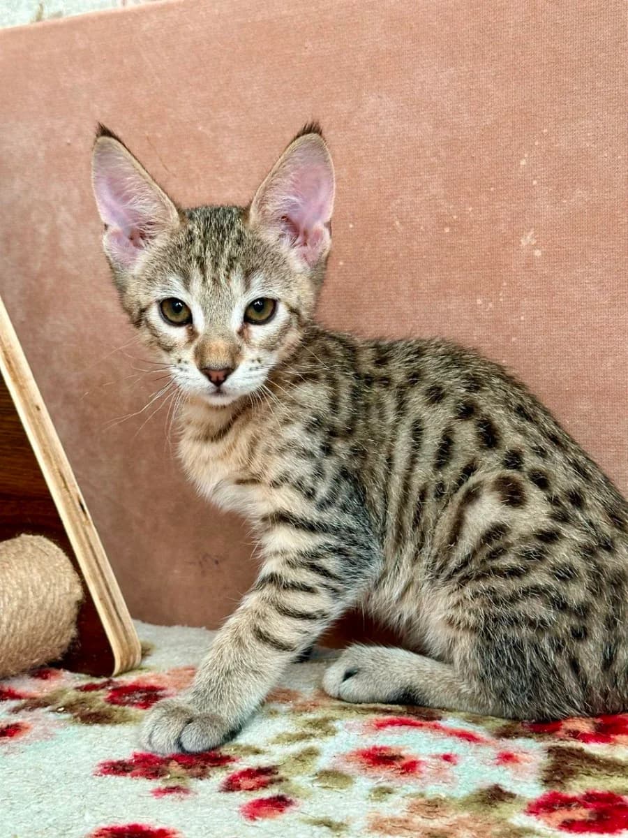 Kotyata savanna f5 (Котята саванна ф5), Mixed Breed for adoption at Kotyata Darom, Minsk Region