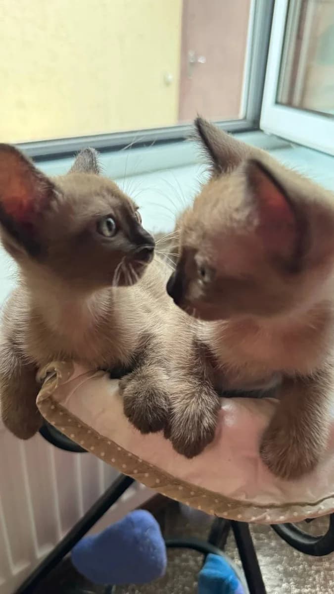 Kotyata TONKINEZ (Котята ТОНКИНЕЗ), Mixed Breed for adoption at Kotyata Darom, Minsk Region