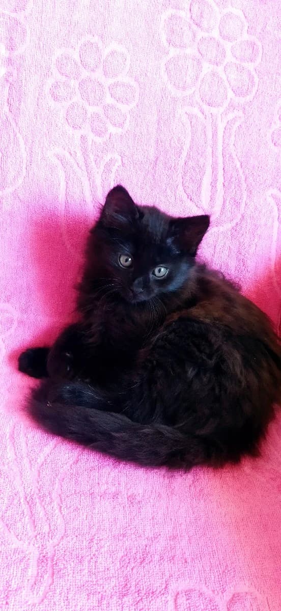 Kotyata v dar (Котята в дар), Mixed Breed for adoption at Kotyata Darom, Minsk Region