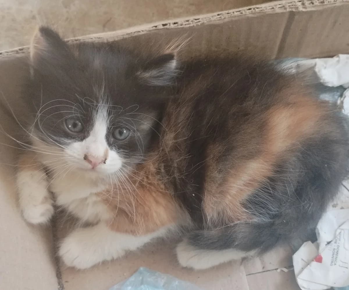 Kotyata v dar (Котята в дар), Mixed Breed for adoption at Kotyata Darom, Minsk Region