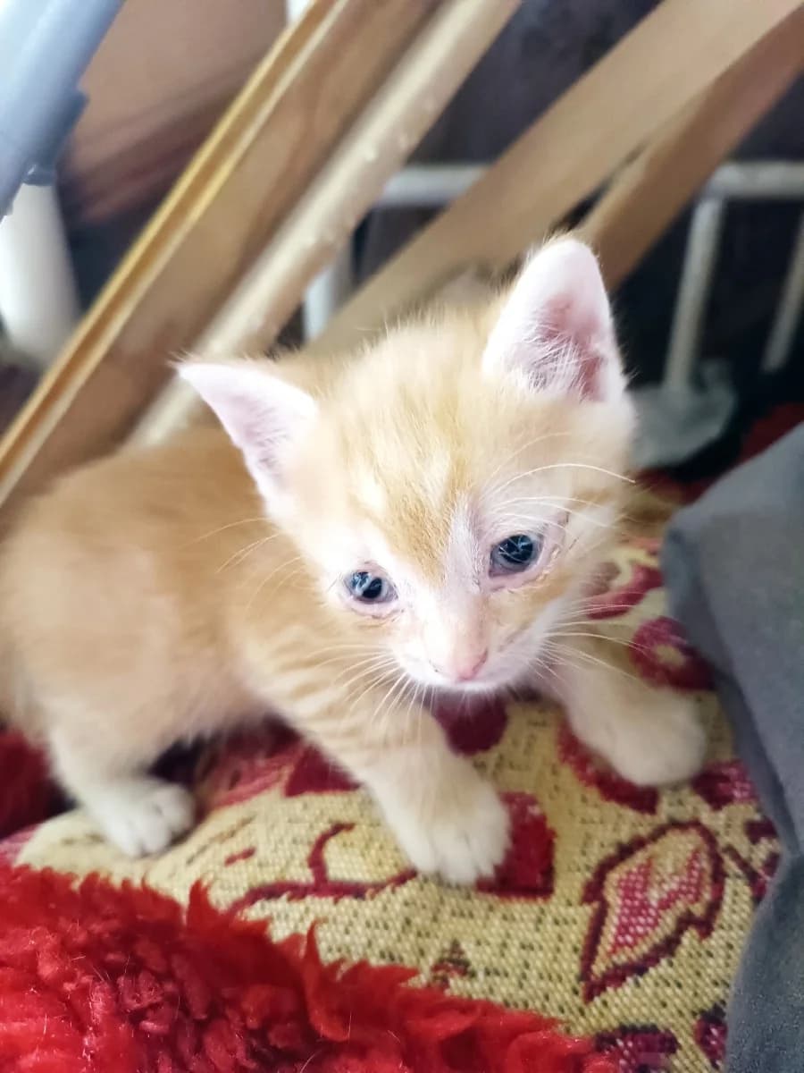 Kotyata v Dar (Котята в Дар), Mixed Breed for adoption at Kotyata Darom, Minsk Region