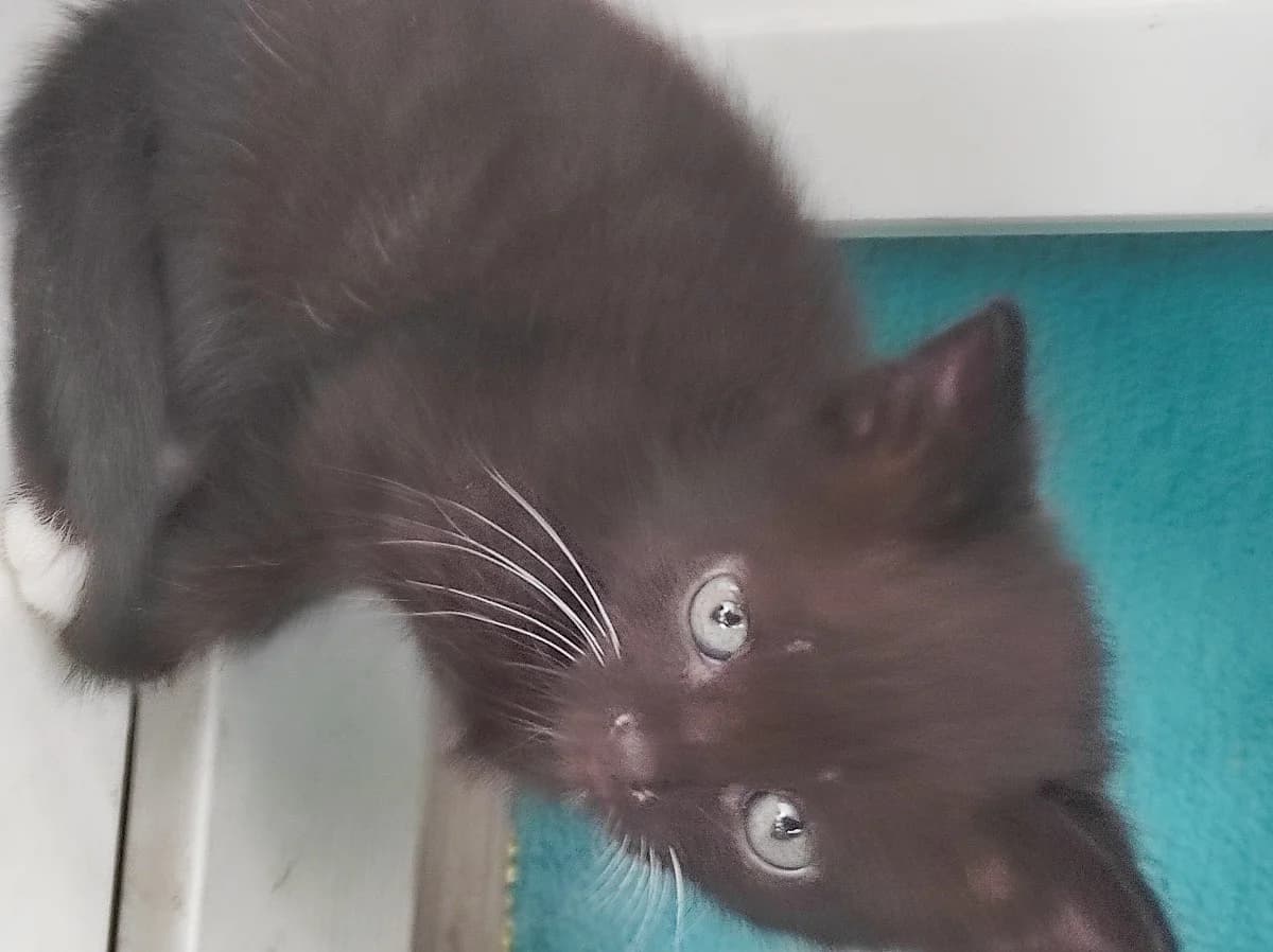 Kotyata v dar (Котята в дар), Mixed Breed for adoption at Kotyata Darom, Minsk Region