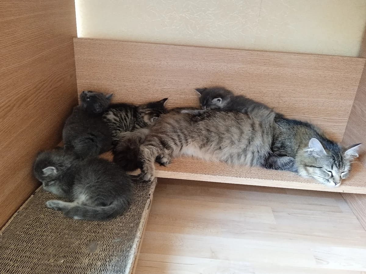 Kotyata v dar (Котята в дар), Mixed Breed for adoption at Kotyata Darom, Minsk Region