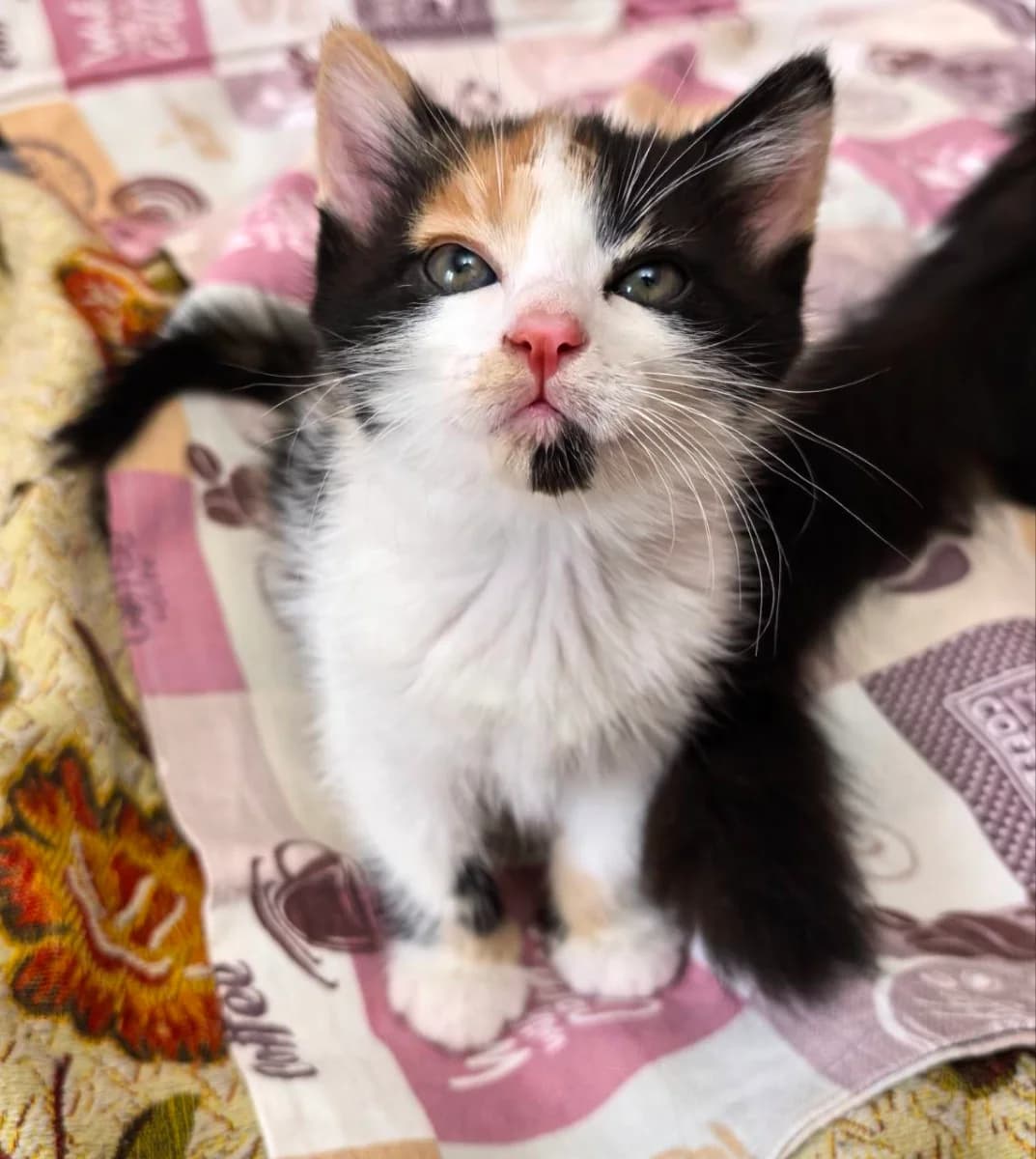 Kotyata v dar (Котята в дар), Mixed Breed for adoption at Kotyata Darom, Minsk Region