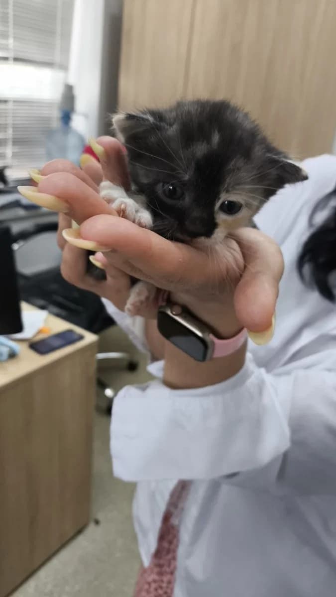 Kotyata v dar (Котята в дар), Mixed Breed for adoption at Kotyata Darom, Minsk Region