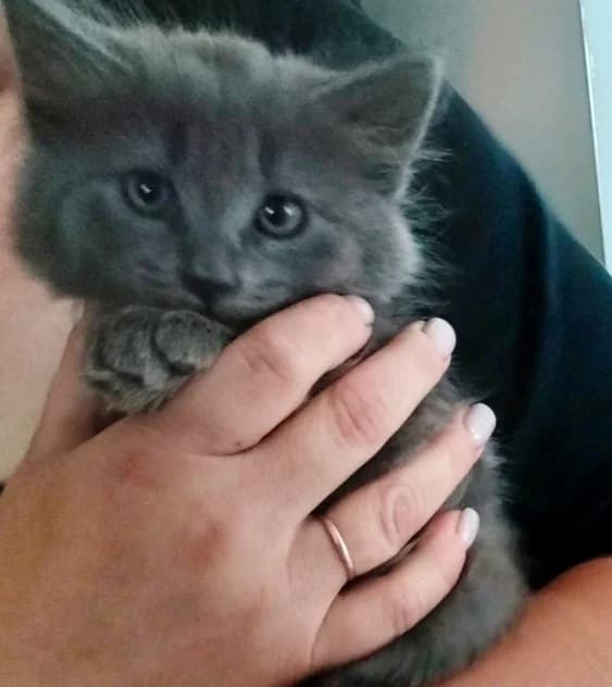 Kotyata v dar (Котята в дар), Mixed Breed for adoption at Kotyata Darom, Minsk Region