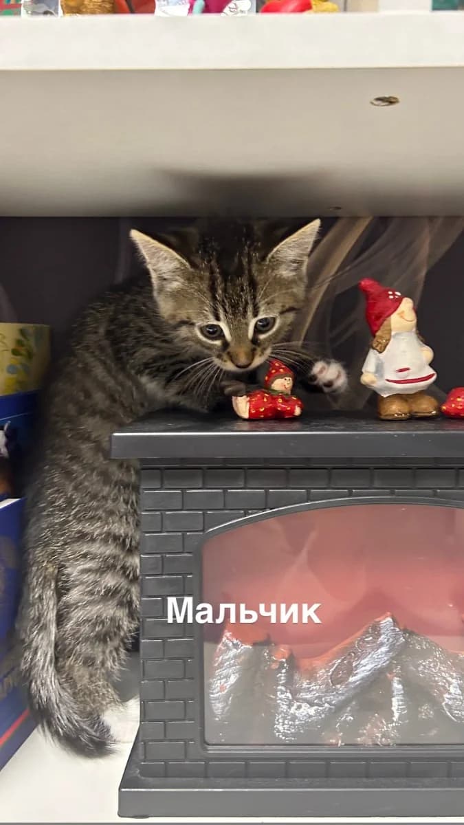 Kotyata v dar (Котята в дар), Mixed Breed for adoption at Kotyata Darom, Minsk Region
