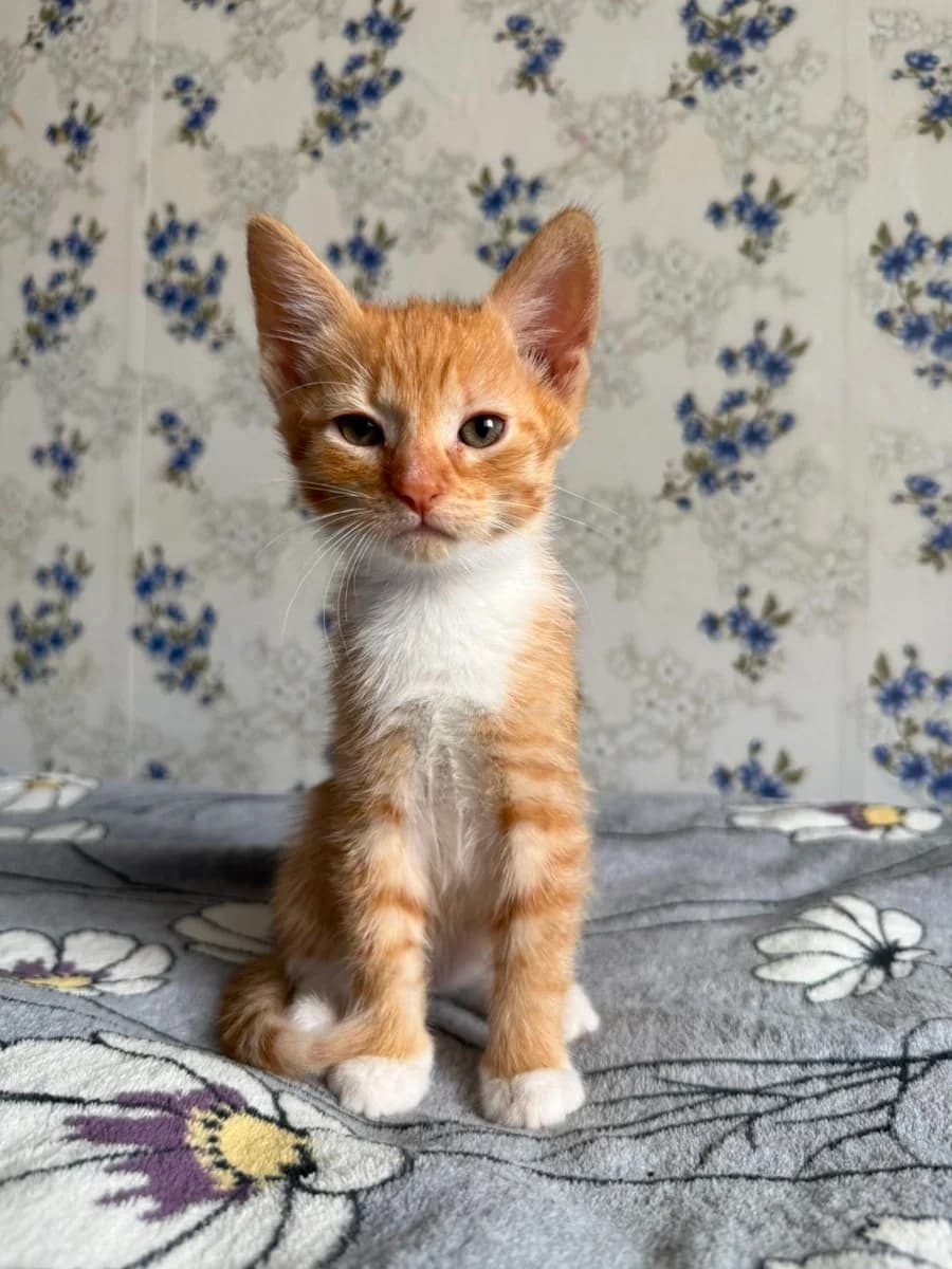 Kotyata v dar (Котята в дар), Mixed Breed for adoption at Kotyata Darom, Minsk Region