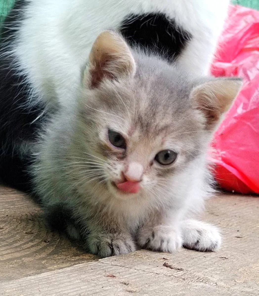 Kotyata v dar (Котята в дар), Mixed Breed for adoption at Kotyata Darom, Minsk Region