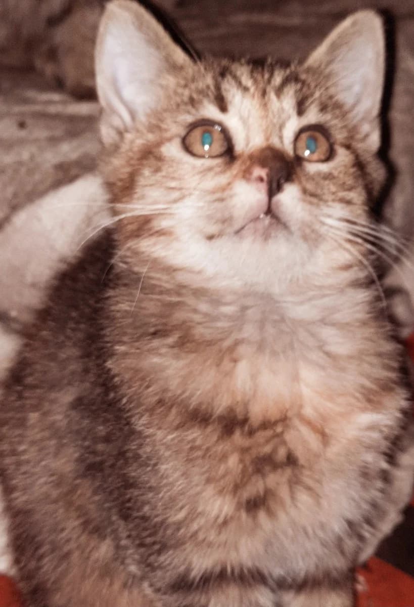 Kotyata v dar (Котята в дар), Mixed Breed for adoption at Kotyata Darom, Minsk Region