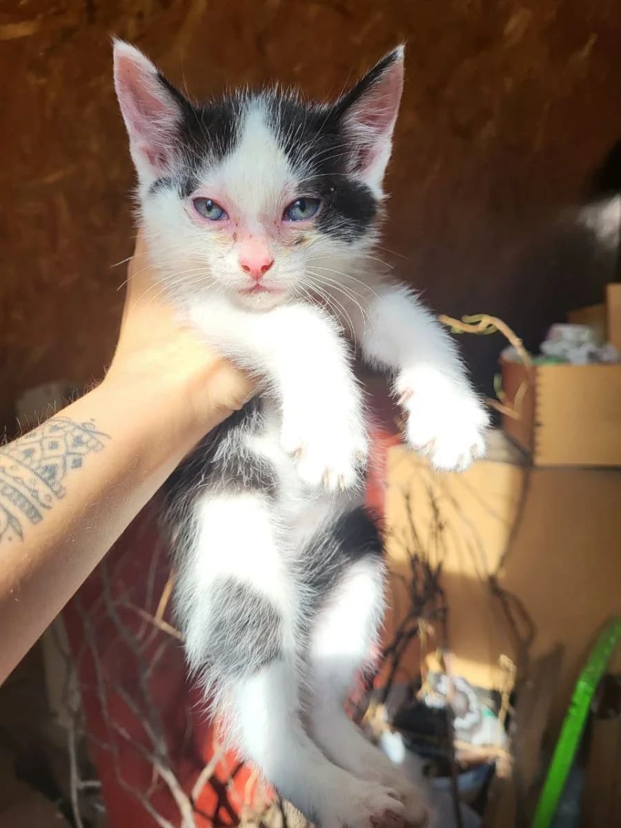 Kotyata v dar (Котята в дар), Mixed Breed for adoption at Kotyata Darom, Minsk Region
