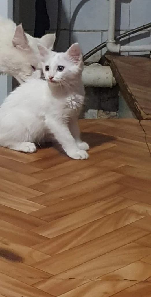 Kotyata v dobrye ruki (Котята в добрые руки), Mixed Breed for adoption at Kotyata Darom, Minsk Region