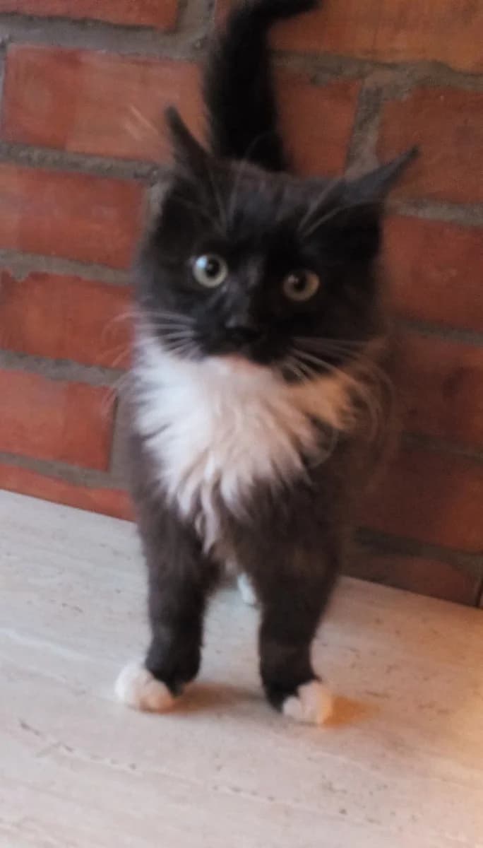 Kotyata v dobrye ruki (Котята в добрые руки), Mixed Breed for adoption at Kotyata Darom, Minsk Region