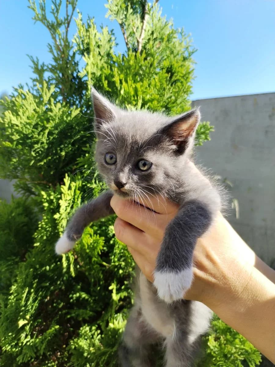 Kotyata v dobrye ruki (Котята в добрые руки), Mixed Breed for adoption at Kotyata Darom, Minsk Region