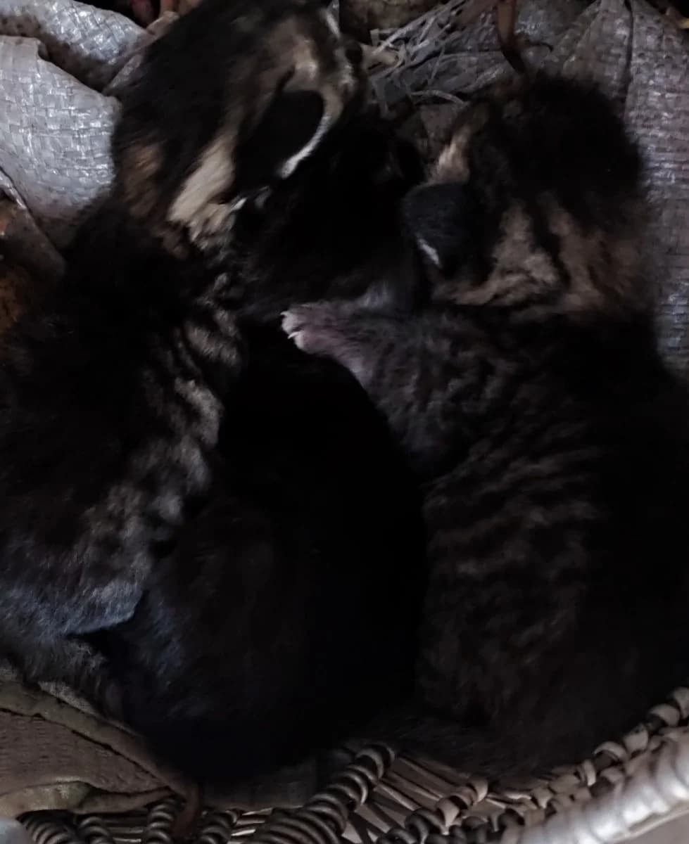 Kotyata v dobrye ruki (Котята в добрые руки), Mixed Breed for adoption at Kotyata Darom, Minsk Region